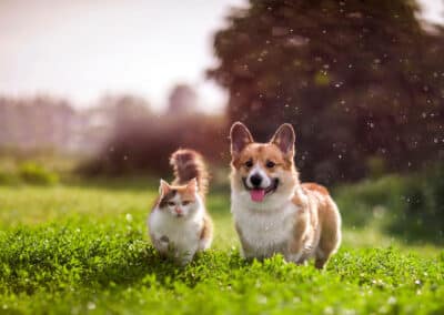 Partner in Pet Food Nordics AB