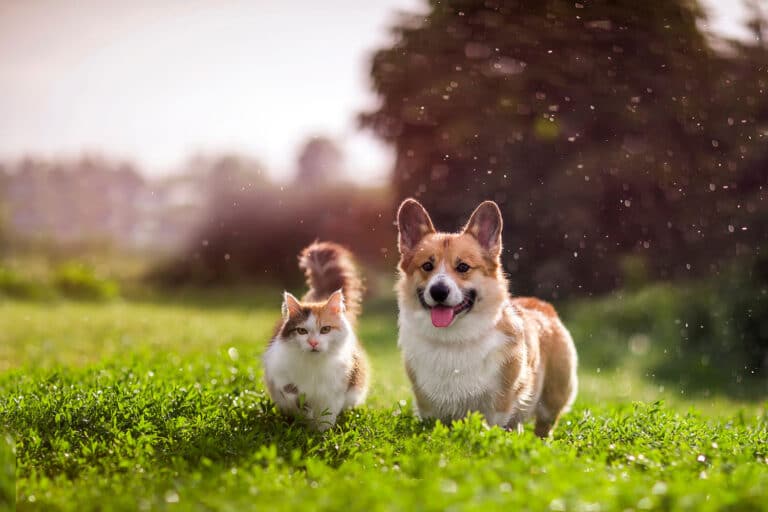 Partner in Pet Food Nordics AB